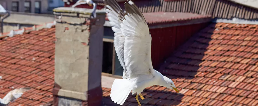 Residential Chimney Animal Removal Solution in Massapequa Park, NY