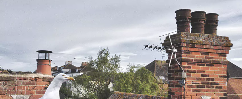 Chimney Cleaning And Restoration in Massapequa Park, New York